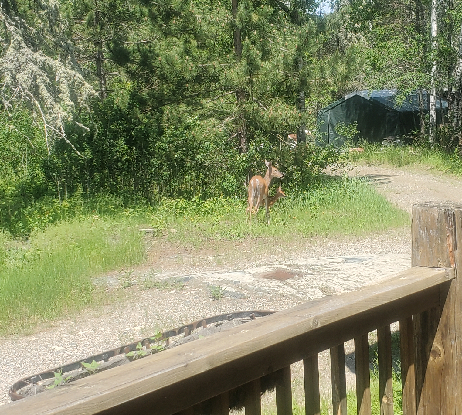 Mother and fawn Mother and fawn